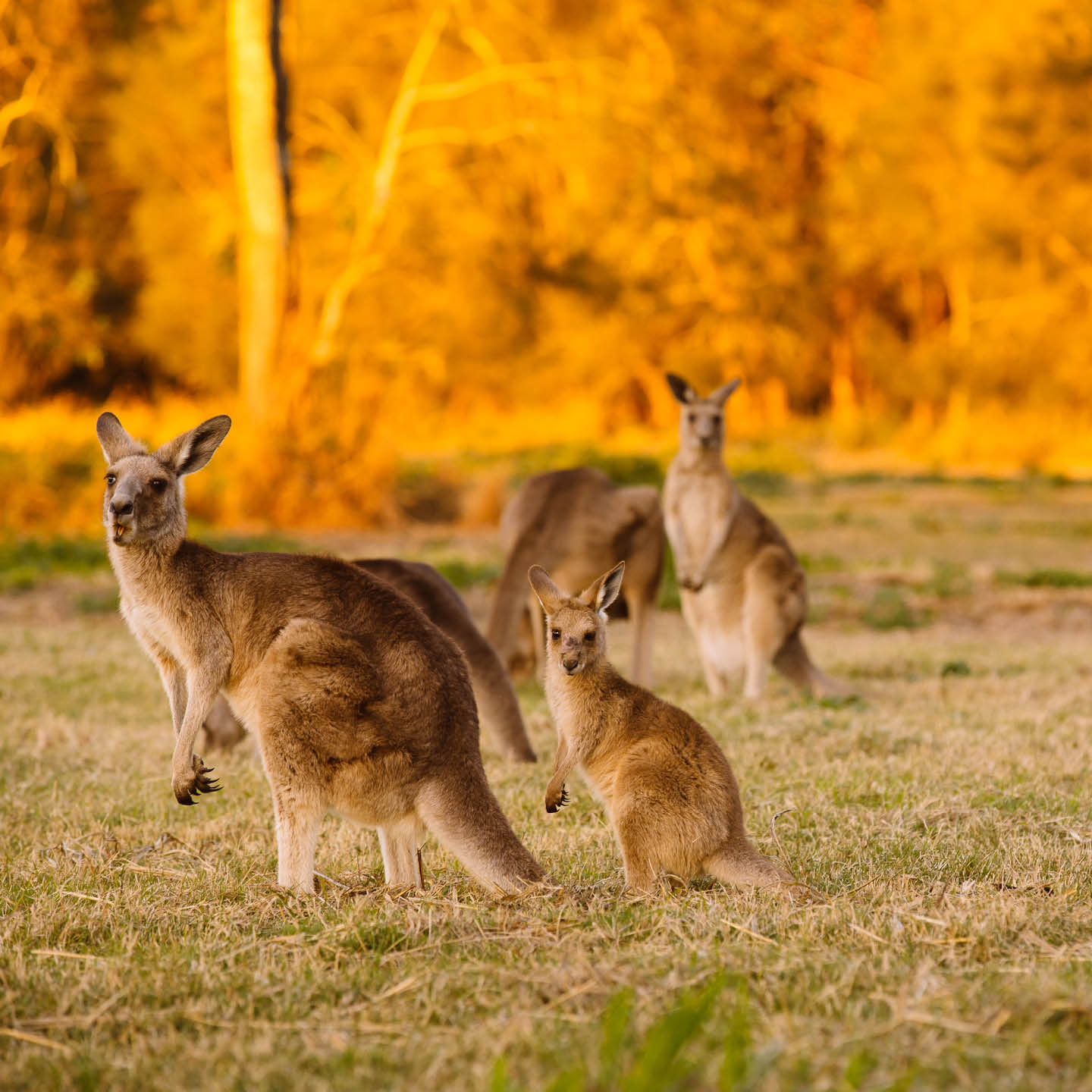 australia-cruise-deals3-thumb.jpg