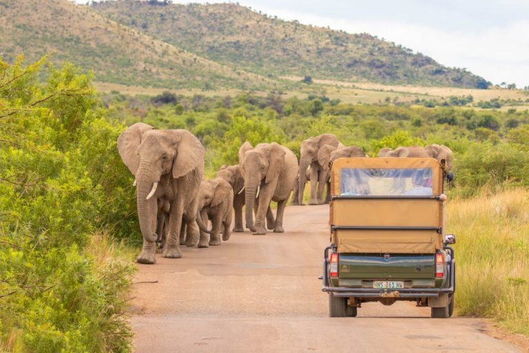 Indian Ocean Voyage, Victoria Falls & Safari